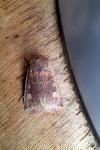 Conistra erythrocephala