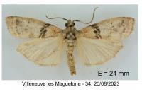 Sciota rhenella