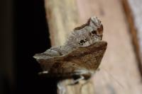 Macaria alternata