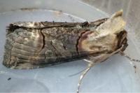 Abrostola