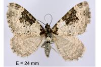 Xanthorhoe fluctuata