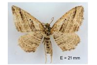 Costaconvexa polygrammata