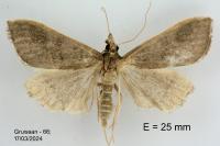 Mecyna asinalis