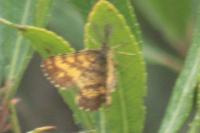 Ematurga atomaria