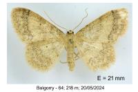 Idaea biselata