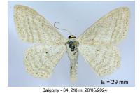 Scopula umbelaria