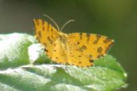 Pseudopanthera macularia