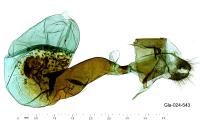 Scotopteryx luridata