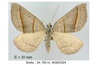 Scotopteryx luridata