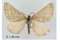 Scotopteryx coarctaria