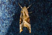 Phlogophora meticulosa