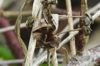 Macdunnoughia confusa