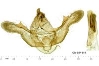 Menophra japygiaria