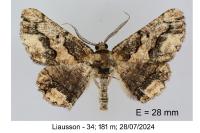 Menophra japygiaria