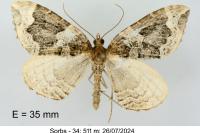 Eulithis prunata