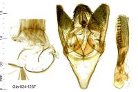 Phycitodes albatella