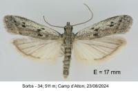 Phycitodes albatella
