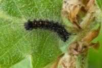 Lymantria dispar
