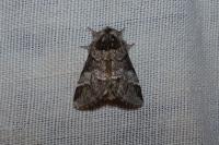 Drymonia dodonaea