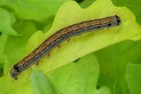 Malacosoma neustria