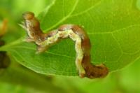 Erannis defoliaria