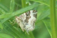 Epirrhoe alternata