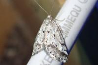 Eumannia oranaria