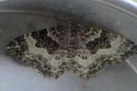 Epirrhoe alternata