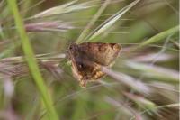 Euclidia glyphica