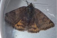 Euclidia glyphica
