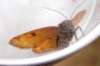Euclidia glyphica