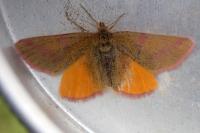 Lythria