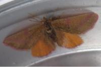 Lythria