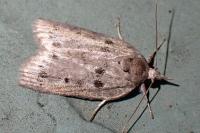 Nycteola revayana