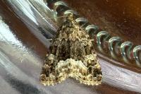Deltote pygarga