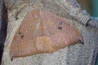 Watsonalla uncinula