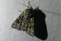 Acronicta auricoma