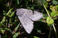 Orthosia gracilis