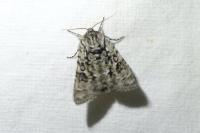 Acronicta auricoma