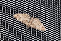 Gymnoscelis rufifasciata