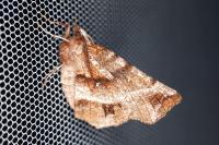 Selenia dentaria