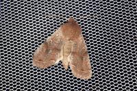 Orthosia incerta