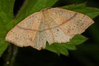 Cyclophora punctaria