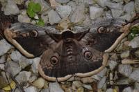 Saturnia pyri