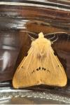 Spilarctia lutea