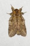 Peridea anceps