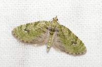 Chloroclystis v-ata