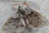 Calliteara pudibunda