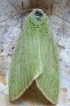 Earias clorana