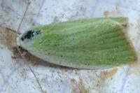 Earias clorana